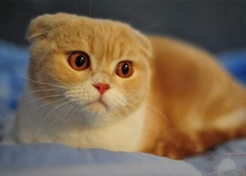What Should You Feed Your Scottish Fold Cat? A Complete Guide to Their Nutritional Needs, Diet, and Feeding Tips