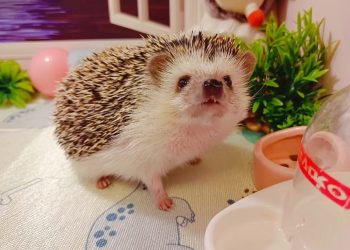 How Can You Effectively Train Your Hedgehog to Be a Well-Behaved and Happy Pet?