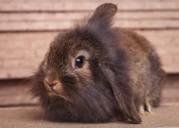 How Can You Effectively Train Your Lionhead Rabbit?