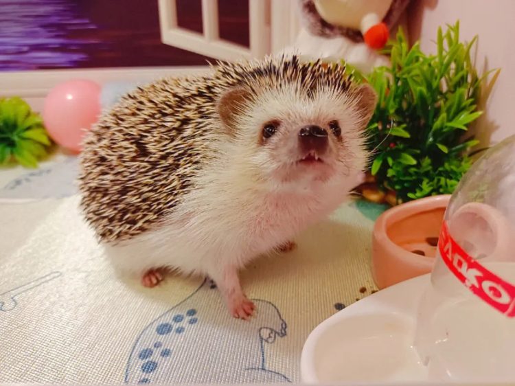 How Can You Effectively Train Your Hedgehog to Be a Well-Behaved and Happy Pet?