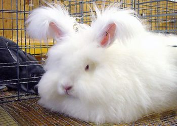 What Do You Need to Know About Owning and Caring for an Angora Rabbit?