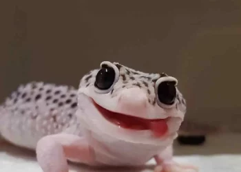 What Do You Need to Know About Leopard Geckos as Pets? A Detailed Guide to Their Care, Behavior, and Health
