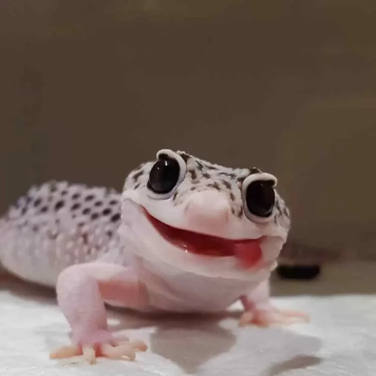 What Do You Need to Know About Leopard Geckos as Pets? A Detailed Guide to Their Care, Behavior, and Health
