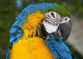 What Do You Need to Know About Owning a Macaw as a Pet?