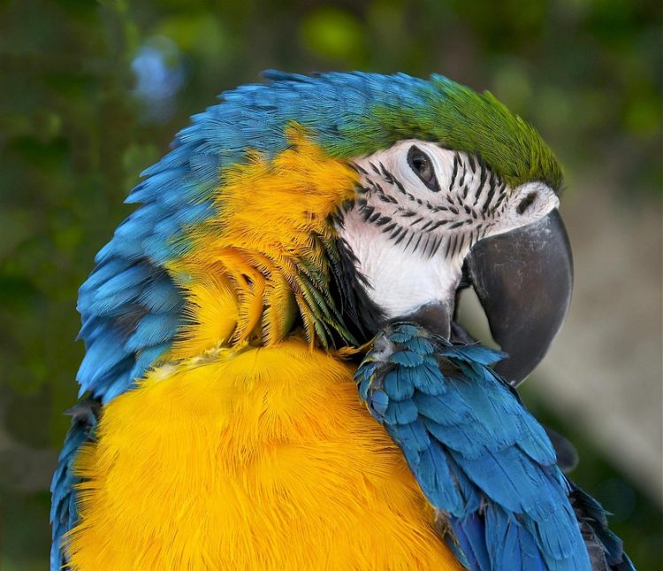 What Do You Need to Know About Owning a Macaw as a Pet?