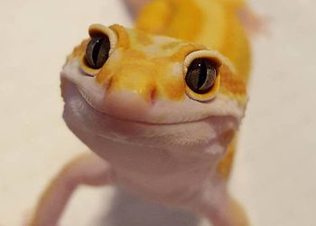 What Do You Need to Know About Feeding Leopard Geckos? A Complete Guide to Keeping Your Pet Healthy and Happy