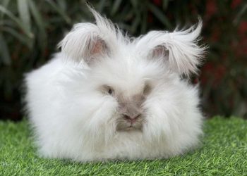 What Should You Feed Your Angora Rabbit to Ensure Their Health and Happiness?