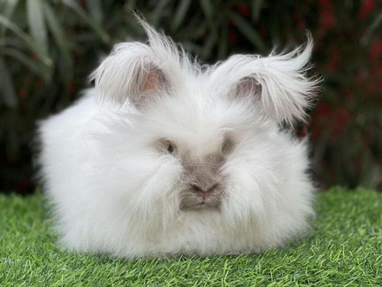 What Should You Feed Your Angora Rabbit to Ensure Their Health and Happiness?