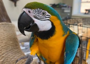 What Should You Feed Your Macaw to Ensure a Healthy and Balanced Diet?