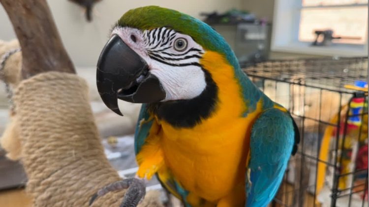 What Should You Feed Your Macaw to Ensure a Healthy and Balanced Diet?