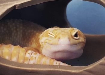 What Medical Care Does Your Leopard Gecko Need to Stay Healthy? A Complete Guide