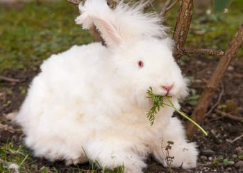 How Can You Properly Groom Your Angora Rabbit to Keep Them Healthy and Beautiful?