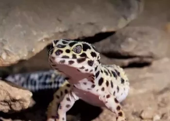 What Makes Leopard Geckos Beautiful, and How Can You Enhance Their Appearance?