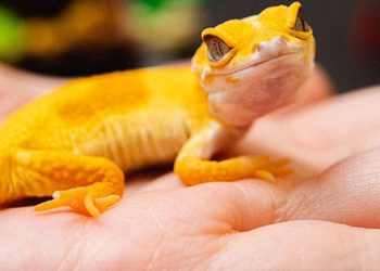 How Can You Train Your Leopard Gecko to Be More Social and Comfortable in its Habitat?