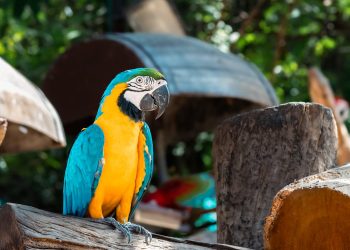 How Can You Effectively Train Your Macaw for Good Behavior and Mental Stimulation?