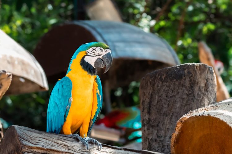How Can You Effectively Train Your Macaw for Good Behavior and Mental Stimulation?