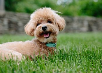 How Can You Ensure the Best Medical Care for Your Poodle?
