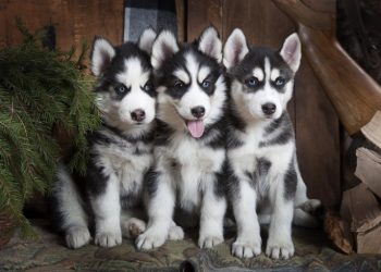 How Can You Ensure Proper Medical Care for Your Mini Husky? A Complete Guide to Pet Health and Treatment
