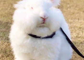 How Can You Effectively Train Your Angora Rabbit for Good Behavior?