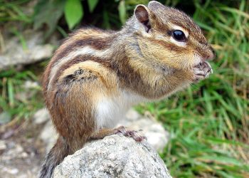 What Do You Need to Know About Keeping Chipmunks as Pets?