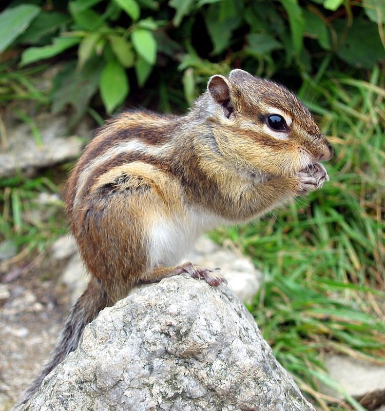What Do You Need to Know About Keeping Chipmunks as Pets?