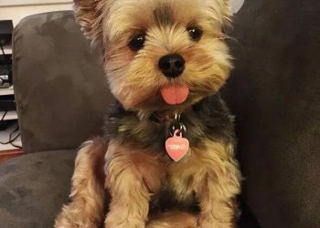 What Do You Need to Know About Yorkshire Terriers as Pets? A Comprehensive Guide to Care, Training, and Health