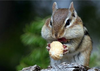 What Should You Feed Your Chipmunk for Optimal Health and Longevity?