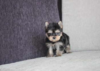 What Should You Feed Your Yorkshire Terrier? A Complete Guide to Nutrition, Feeding Schedules, and Dietary Needs