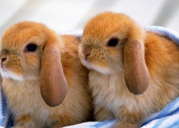 How Should You Feed Your Dutch Lop Rabbit for Optimal Health?