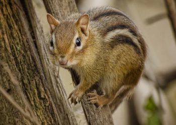 How Can You Provide the Best Medical Treatment for Your Pet Chipmunk?