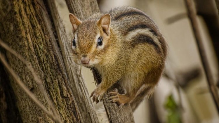 How Can You Provide the Best Medical Treatment for Your Pet Chipmunk?