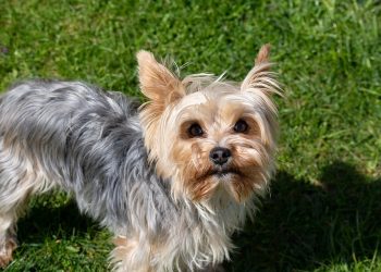 Title: What Are the Key Aspects of Pet Medicine for Yorkshire Terriers? A Complete Guide to Health, Treatment, and Preventative Care