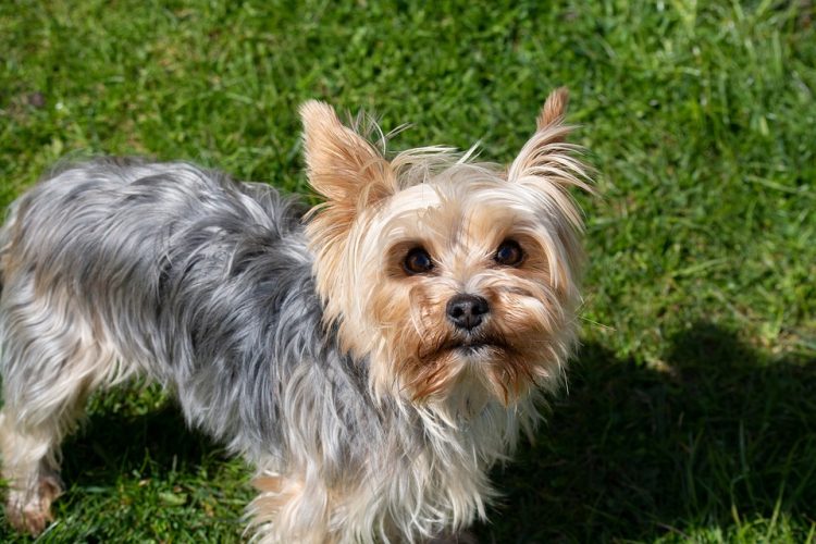Title: What Are the Key Aspects of Pet Medicine for Yorkshire Terriers? A Complete Guide to Health, Treatment, and Preventative Care
