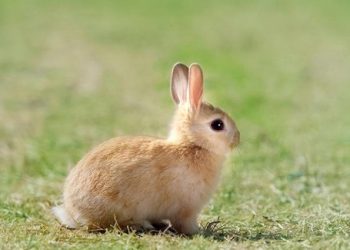 How Should You Groom Your Dutch Lop Rabbit for Optimal Health and Beauty?