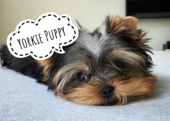 How Should You Groom Your Yorkshire Terrier? A Complete Guide to Coat Care, Hygiene, and Styling