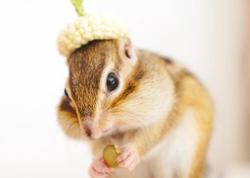How Can You Ensure Proper Grooming and Care for Your Pet Chipmunk?