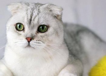 What Are the Key Medical Treatments and Health Considerations for Scottish Fold Cats? A Complete Guide to Their Care, Diagnosis, and Treatment