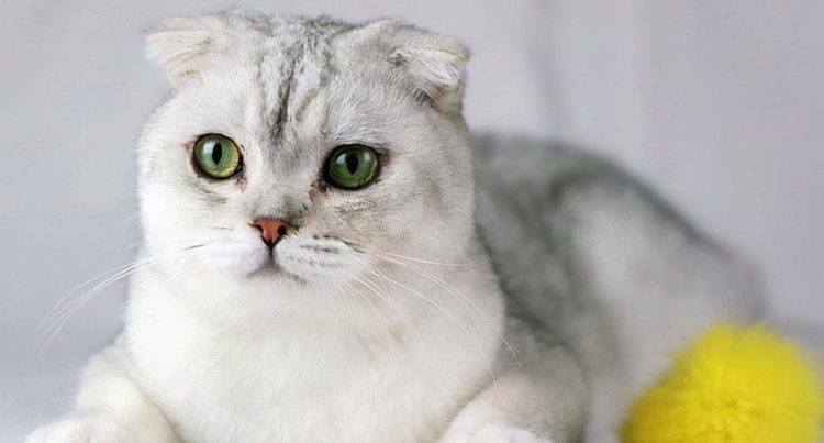 What Are the Key Medical Treatments and Health Considerations for Scottish Fold Cats? A Complete Guide to Their Care, Diagnosis, and Treatment