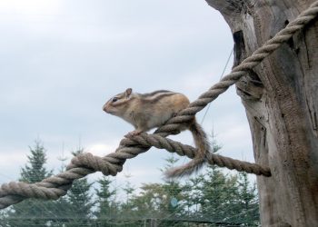 How Can You Successfully Train Your Pet Chipmunk?