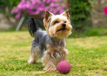 How Can You Successfully Train a Yorkshire Terrier? A Comprehensive Guide to Obedience, Behavior, and Socialization