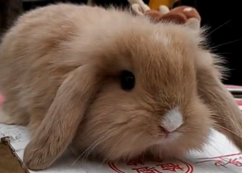 How Can You Effectively Train Your Dutch Lop Rabbit for Better Behavior and Bonding?