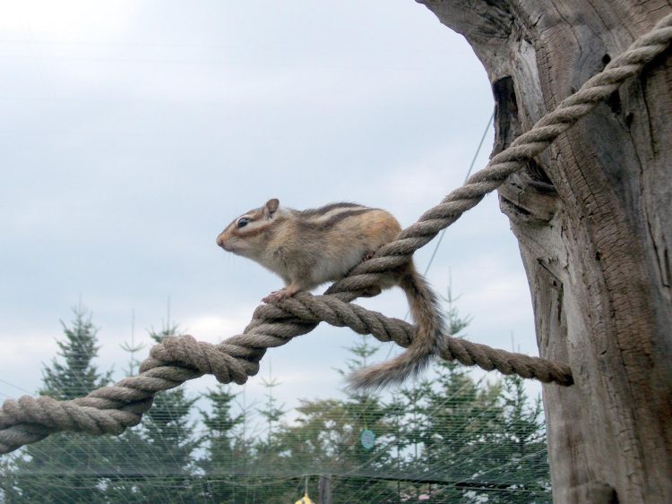 How Can You Successfully Train Your Pet Chipmunk?