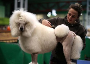 How Can You Groom a Poodle to Keep Them Healthy and Beautiful?