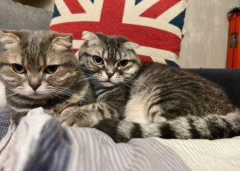 How Do You Groom a Scottish Fold Cat? A Complete Guide to Their Coat, Ears, Claws, Teeth, and Health Needs