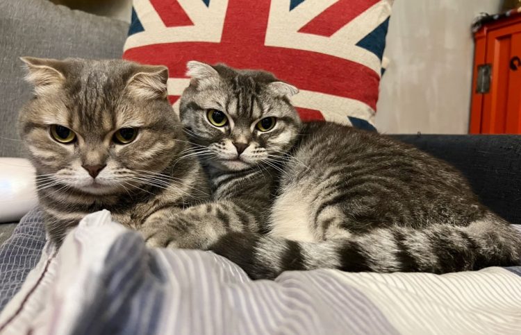 How Do You Groom a Scottish Fold Cat? A Complete Guide to Their Coat, Ears, Claws, Teeth, and Health Needs