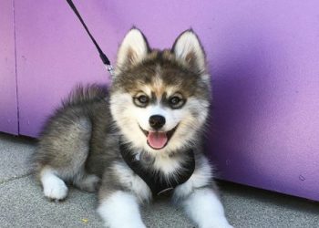How Can You Successfully Train Your Mini Husky? A Comprehensive Guide to Pet Training