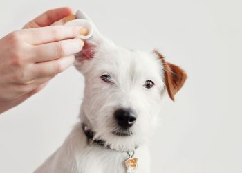 Ear Care for Pets: How to Keep Your Pet’s Ears Clean and Infection-Free