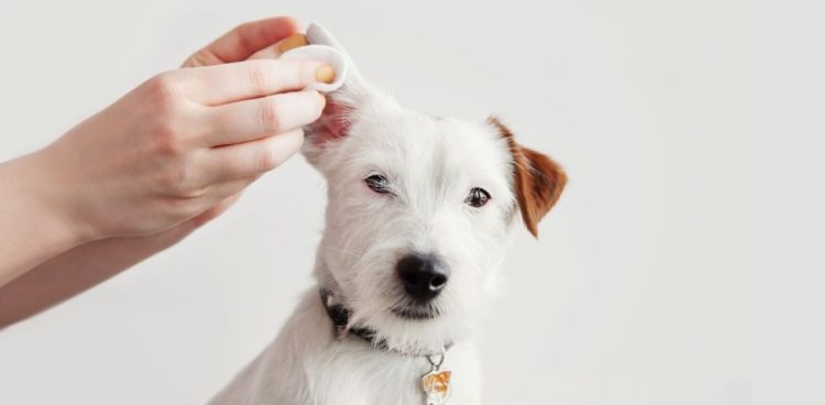 Ear Care for Pets: How to Keep Your Pet’s Ears Clean and Infection-Free