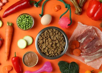 Understanding Your Pet’s Nutritional Needs: How to Choose the Right Food for Your Furry Friend
