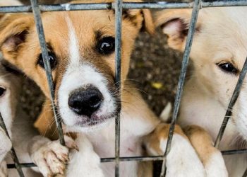 Adopting a Pet: What You Need to Know Before Bringing a New Friend Home